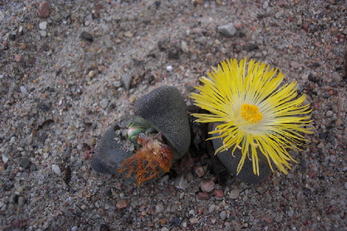 pleiospilos bolusi